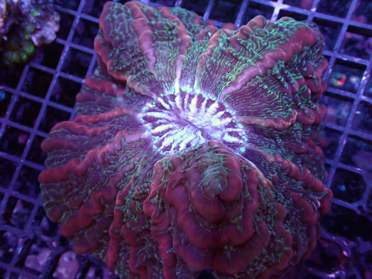 【陀螺水晶腦系列】