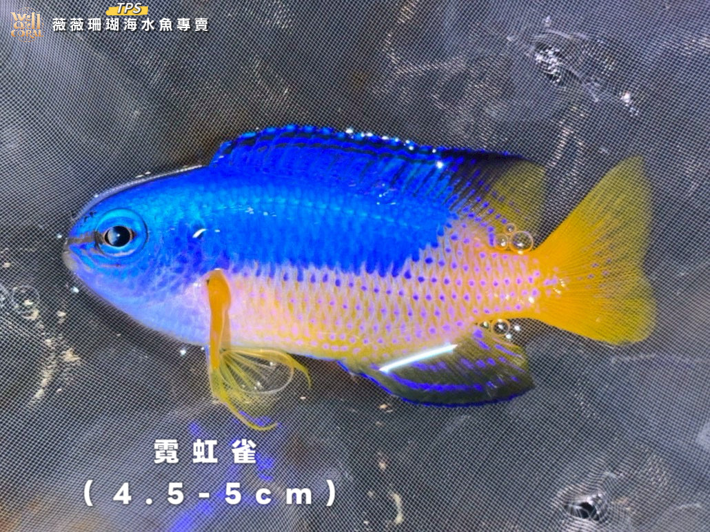 霓虹雀4.5-5cm(隨機出貨)