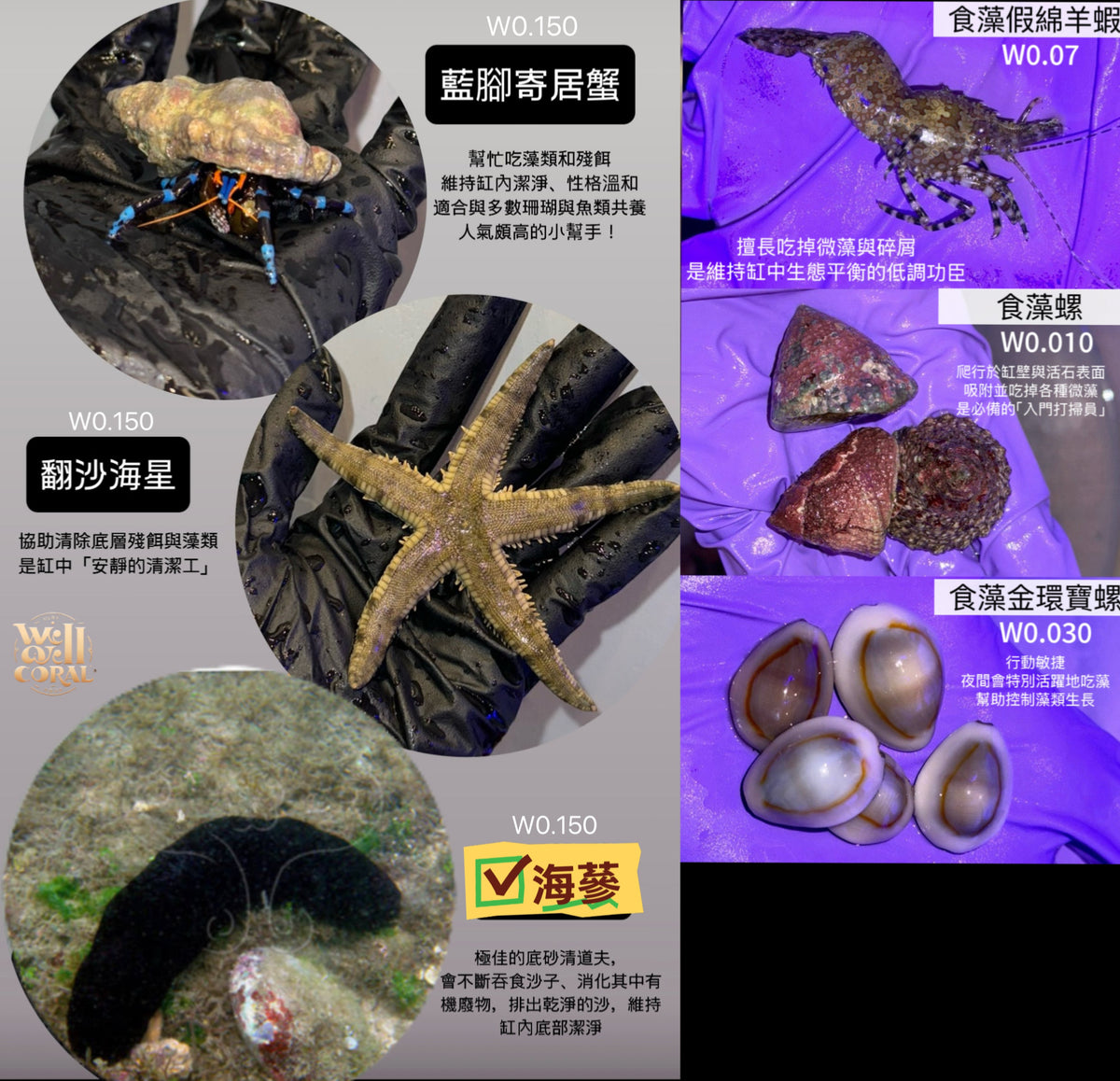 魚缸小幫手(隨機出貨)