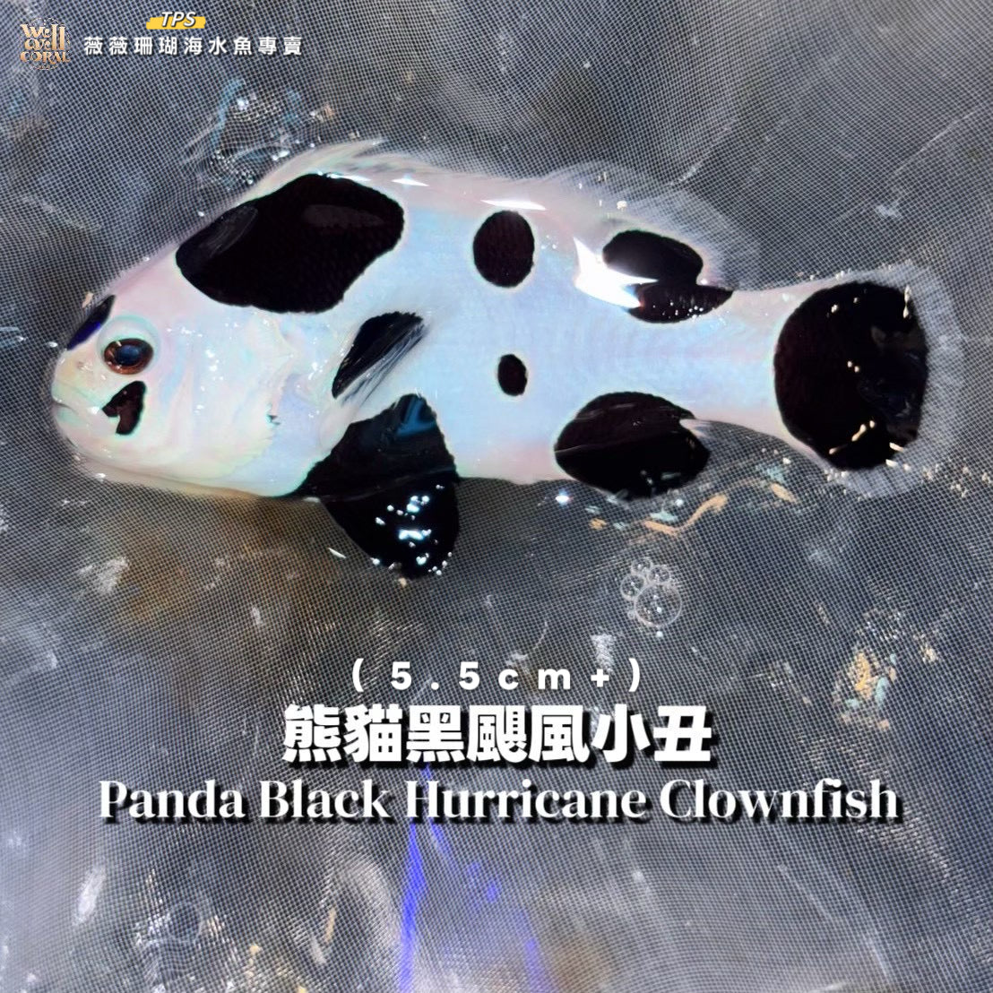 熊貓黑颶風小丑5.5cm(隨機出貨)