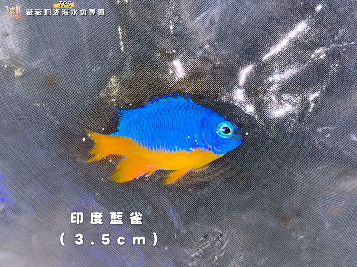 印度藍雀3.5cm(隨機出貨)