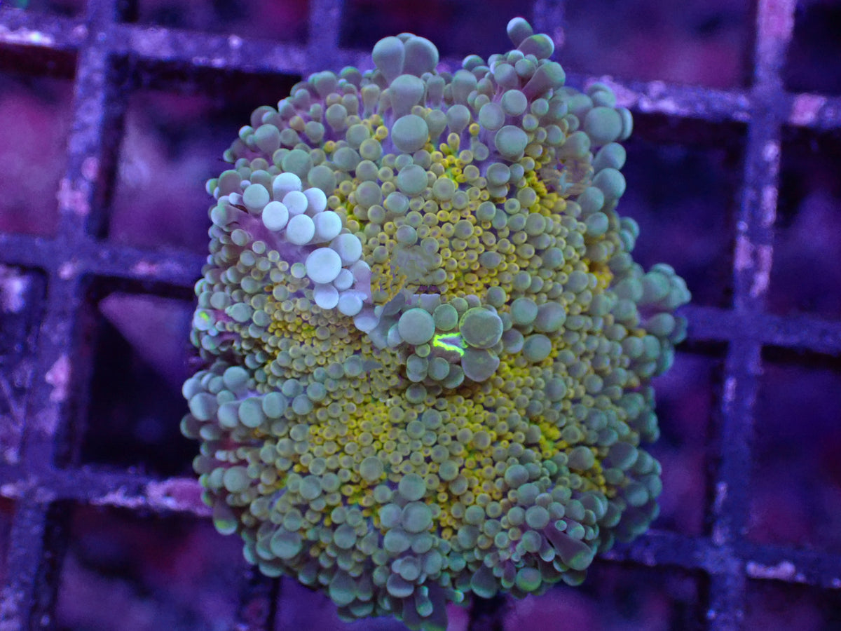 沙巴金虎耳3.5-4cm
