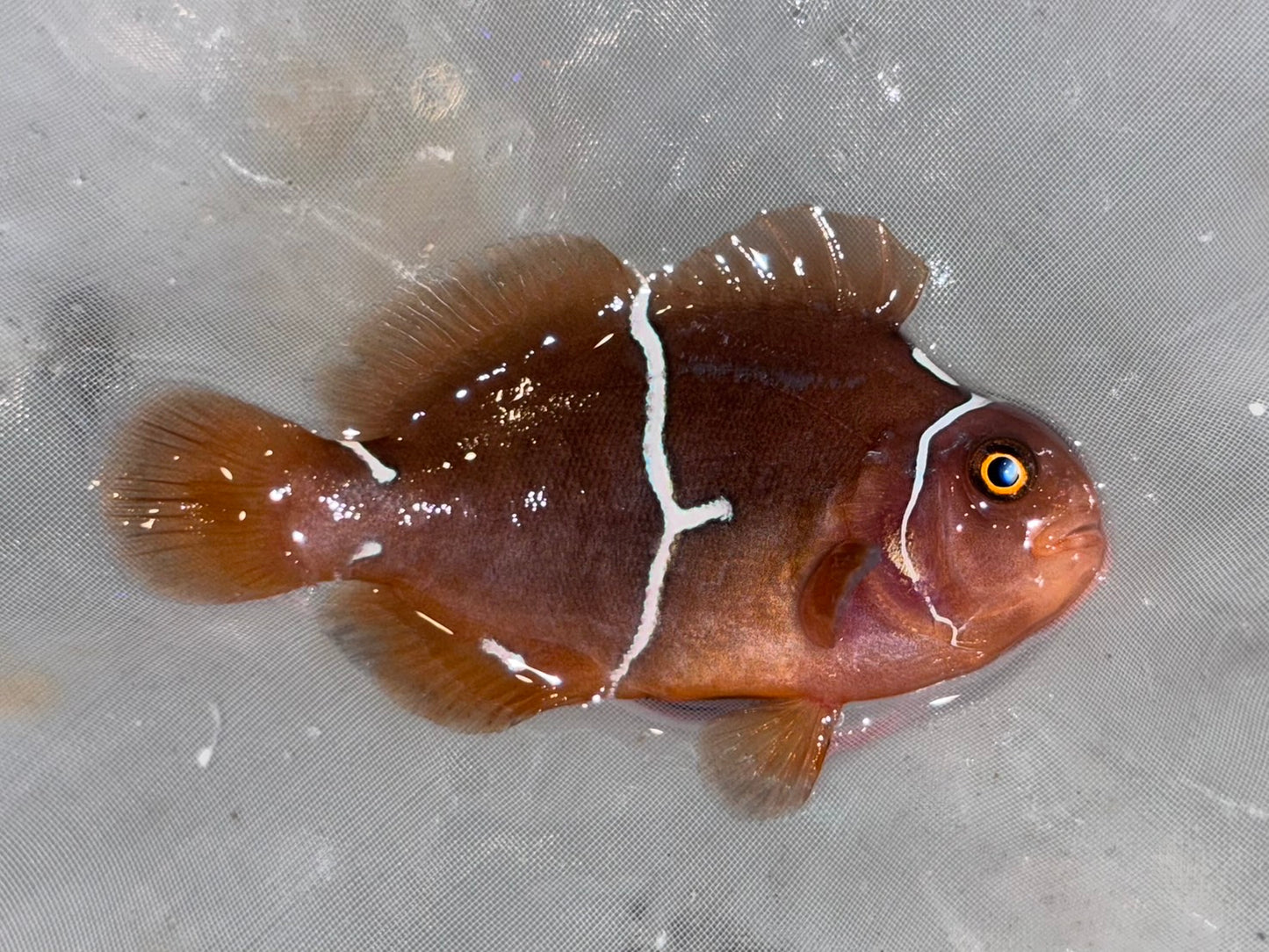 透紅小丑5cm(隨機出貨)