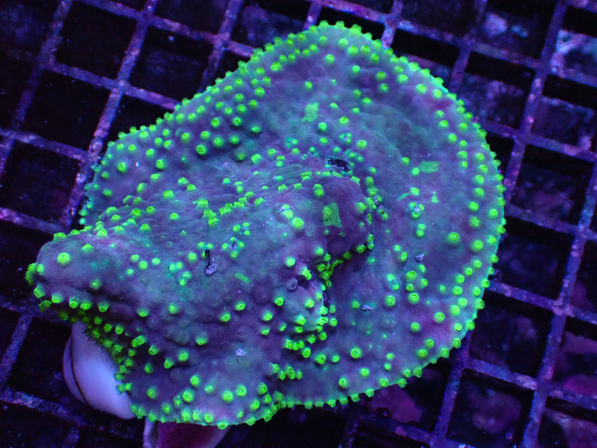 盤狀馬蹄8cm