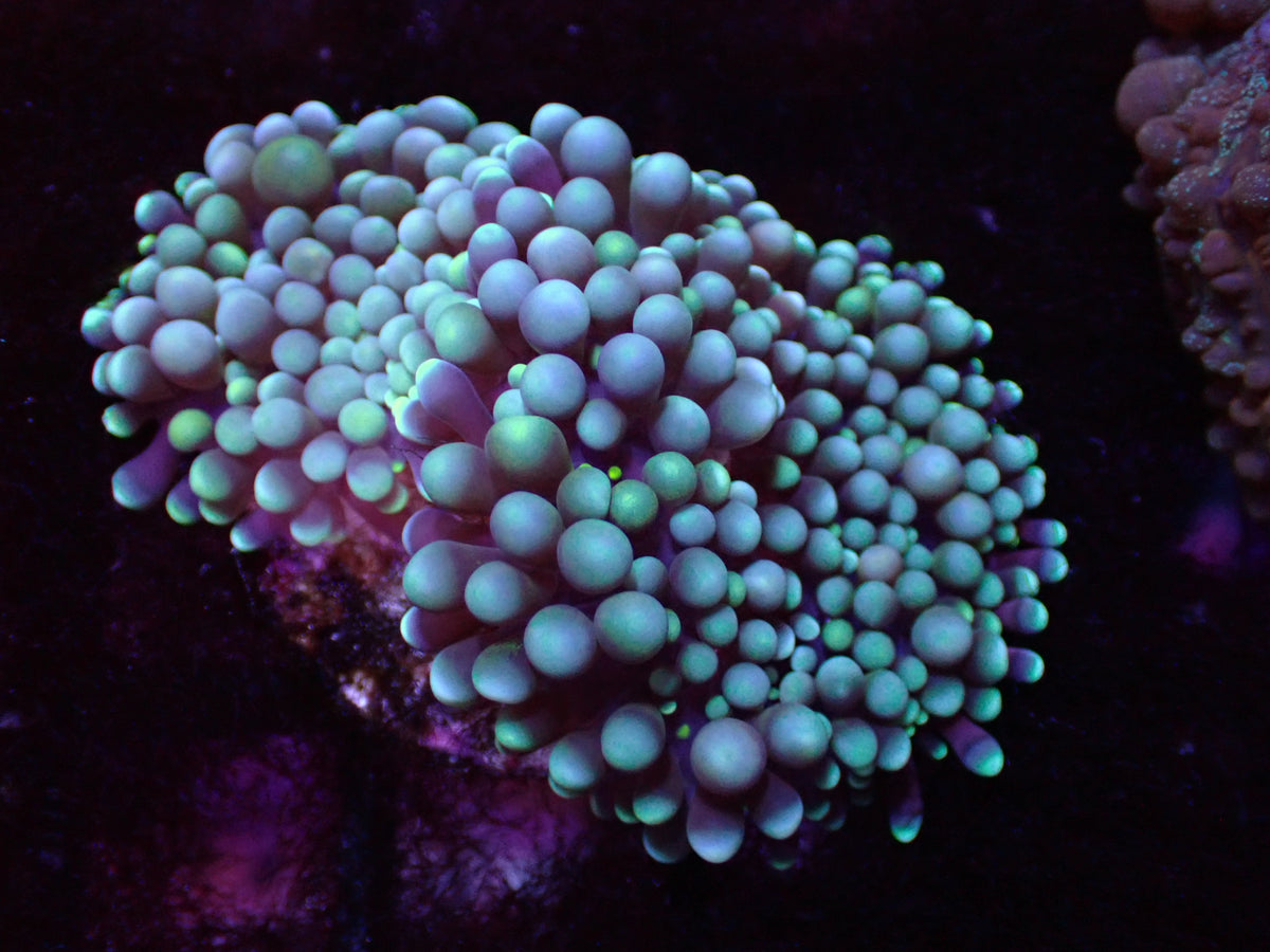加勒比海星光虎耳4cm
