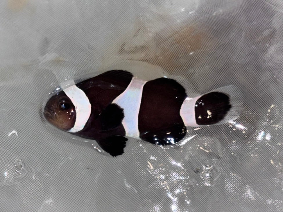 黑公子小丑魚3-4cm(隨機出貨)