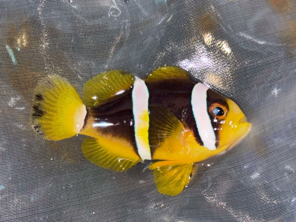 印度洋雙帶4-5cm(隨機出貨)