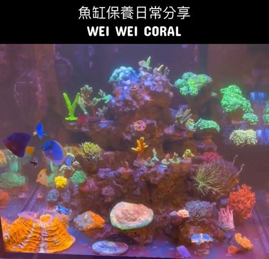 【保養】台中潭子二尺缸