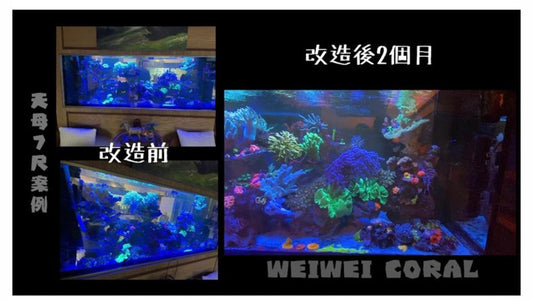 天母7尺缸案例