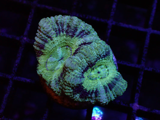 澳洲糖果腦3cm
