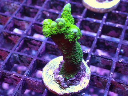 雙色變異DG（只有綠色部分）隨機出貨