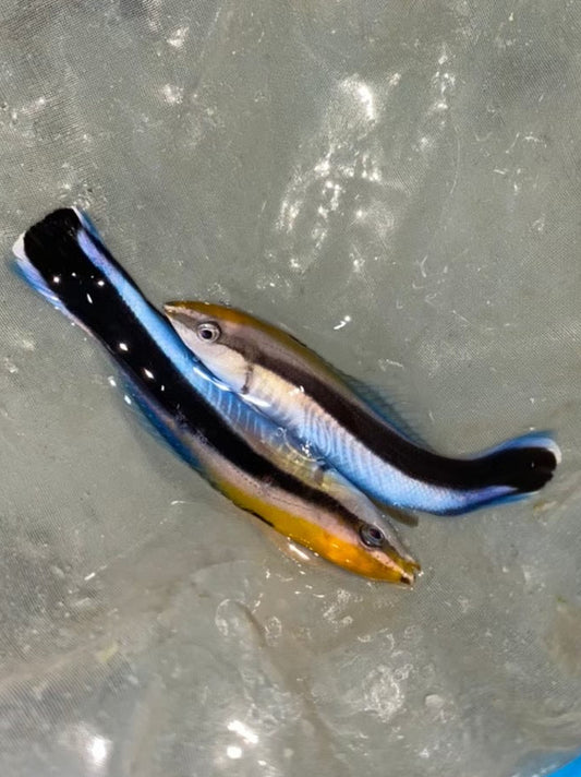 飄飄（魚醫生）隨機出貨