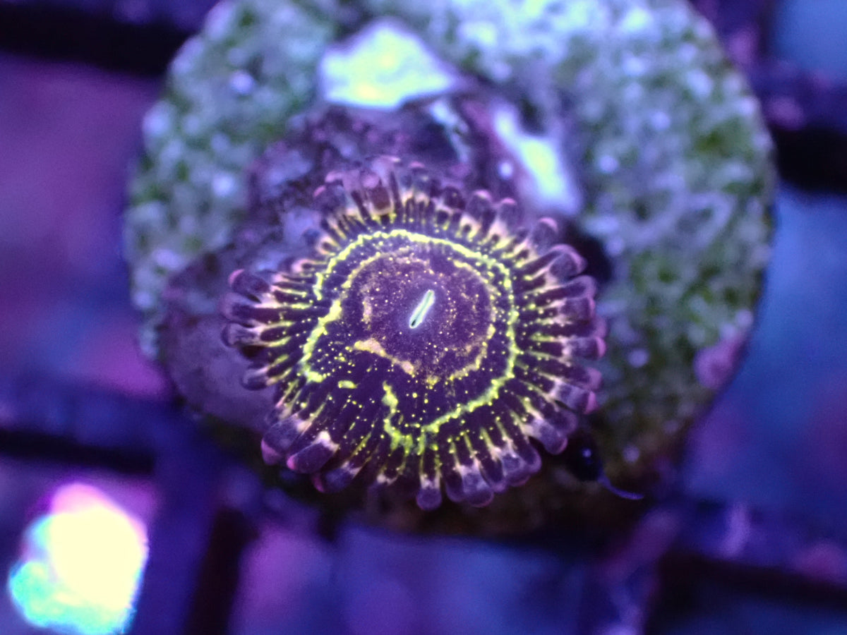 雲霄塔鈕扣（單頭）
