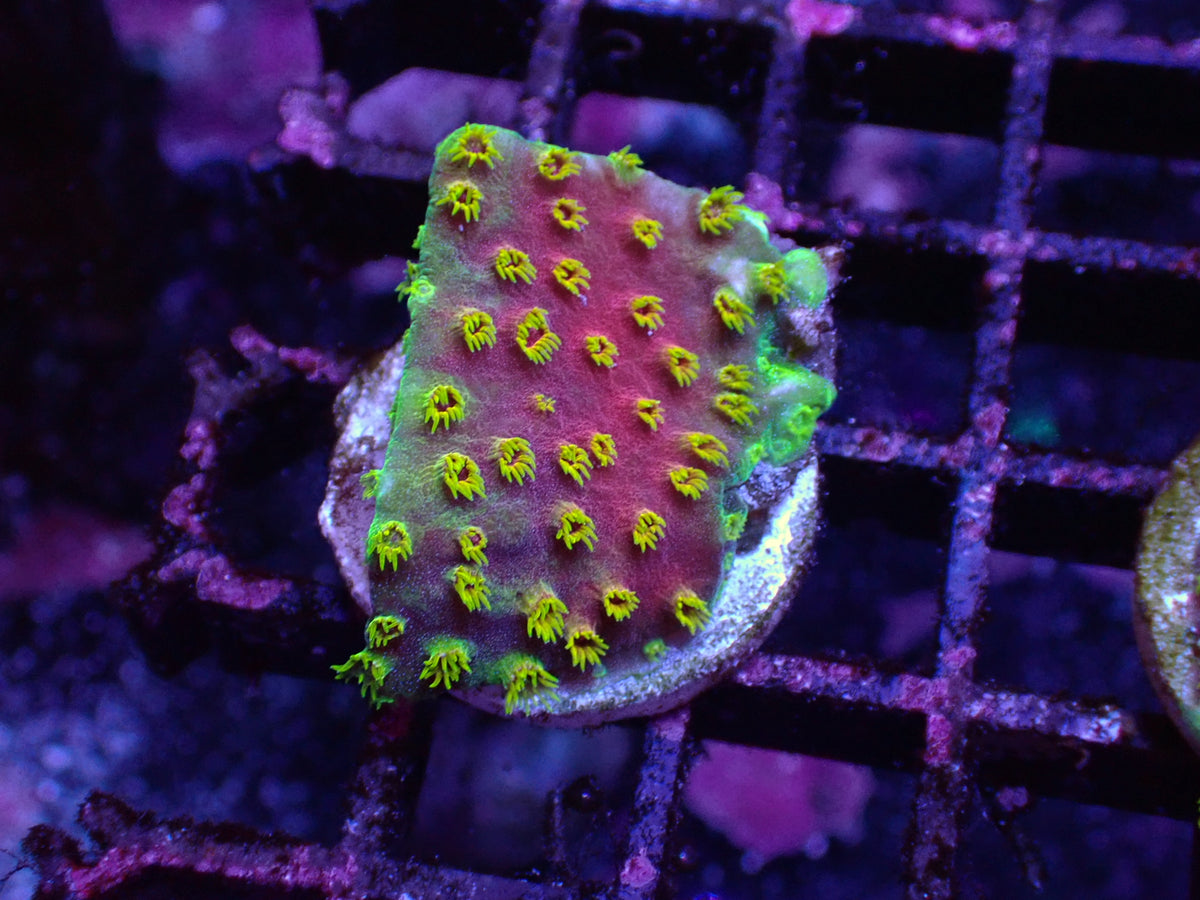 黃花彩虹微孔（基石2cm)隨機出貨