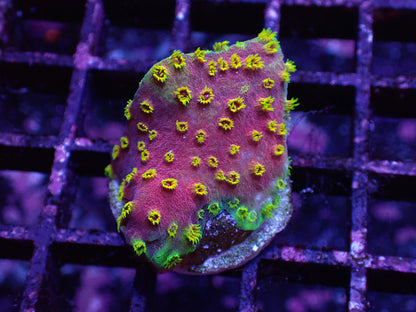 黃花彩虹微孔（基石2cm)隨機出貨