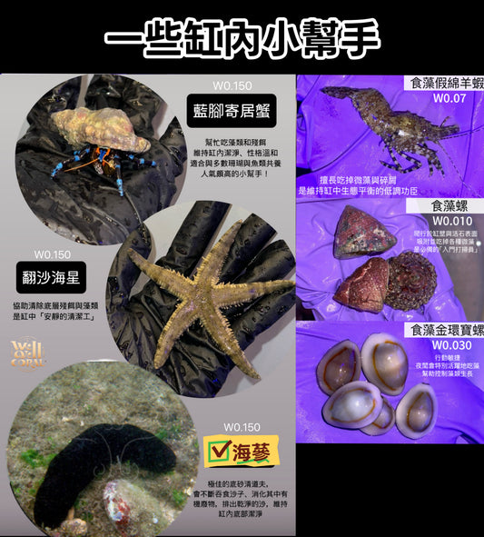 【魚缸小幫手】