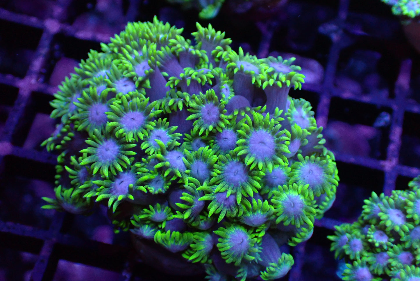 沙巴藍芯寶石單包（隨機出貨）