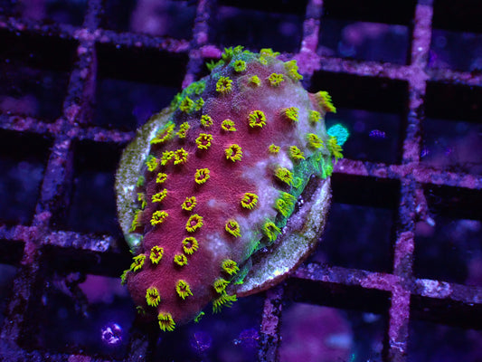 黃花彩虹微孔（基石2cm)隨機出貨
