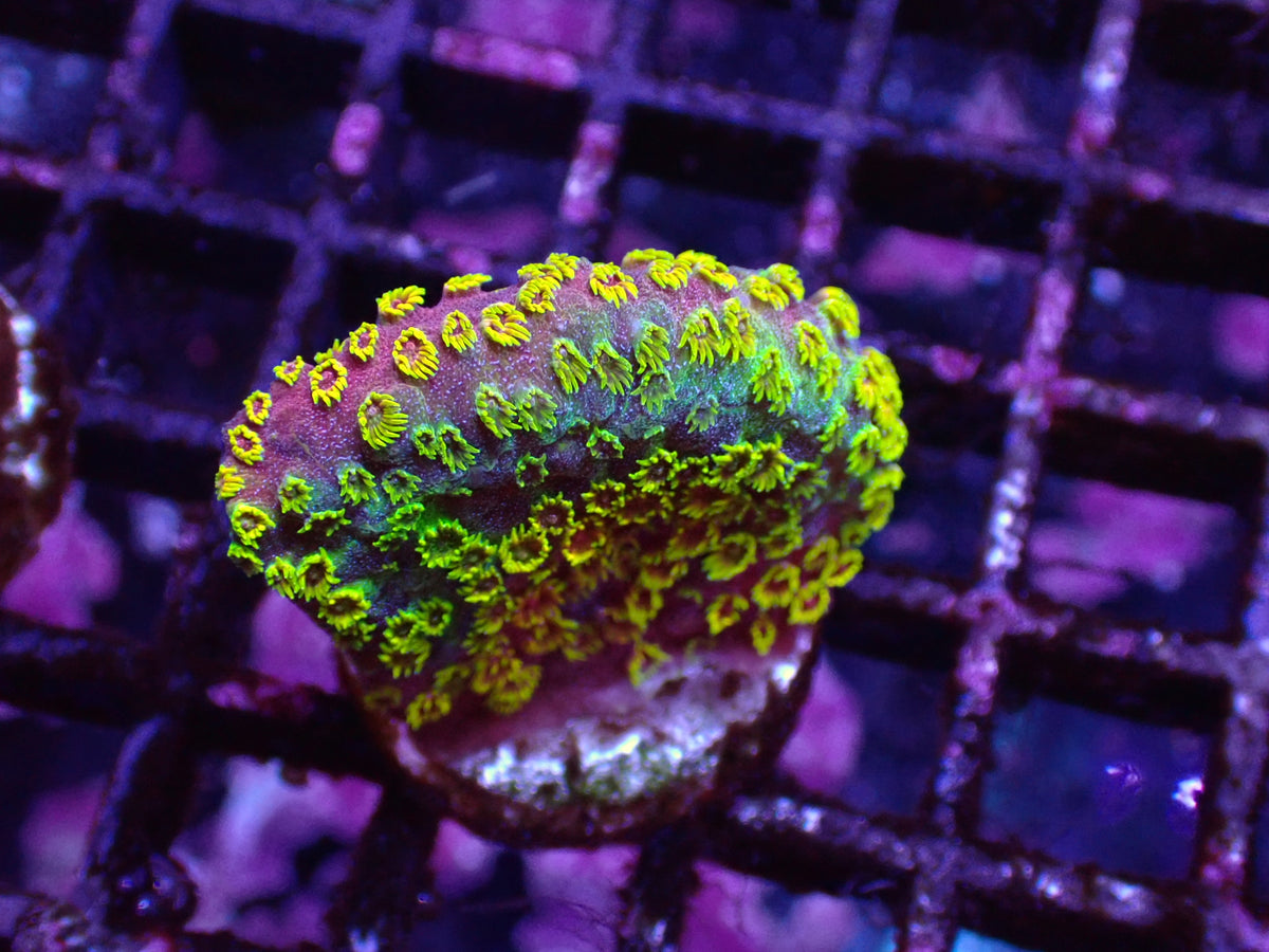 黃花彩虹微孔（基石2cm)隨機出貨