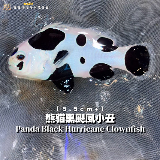 熊貓黑颶風小丑5.5cm（隨機出貨）