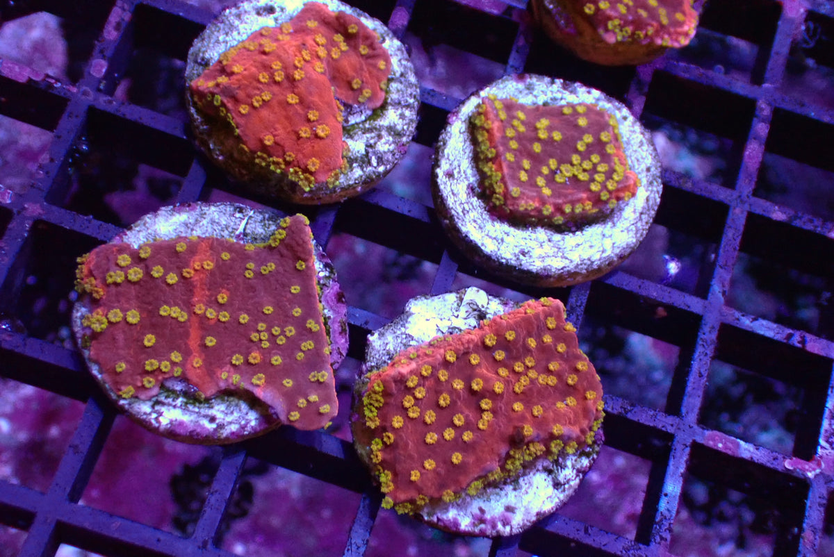 黃花雙色靈芝