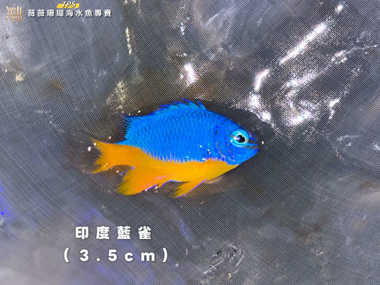 印度藍雀3.5cm（隨機出貨）