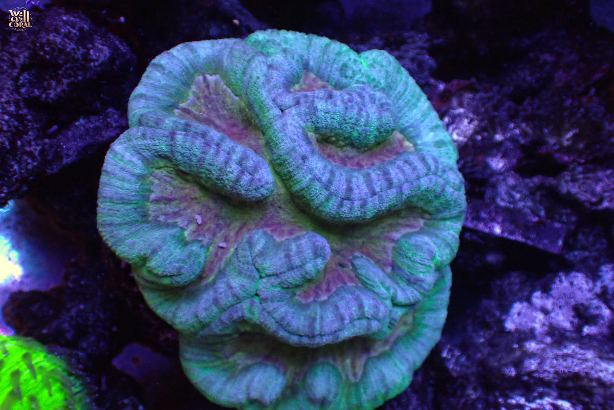 紅金嘴峇里島刺腦
