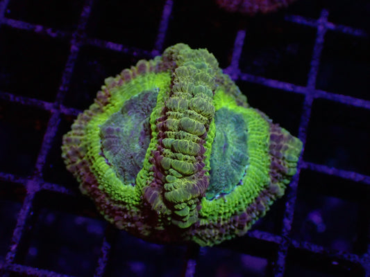 澳洲金糖果腦4.5cm