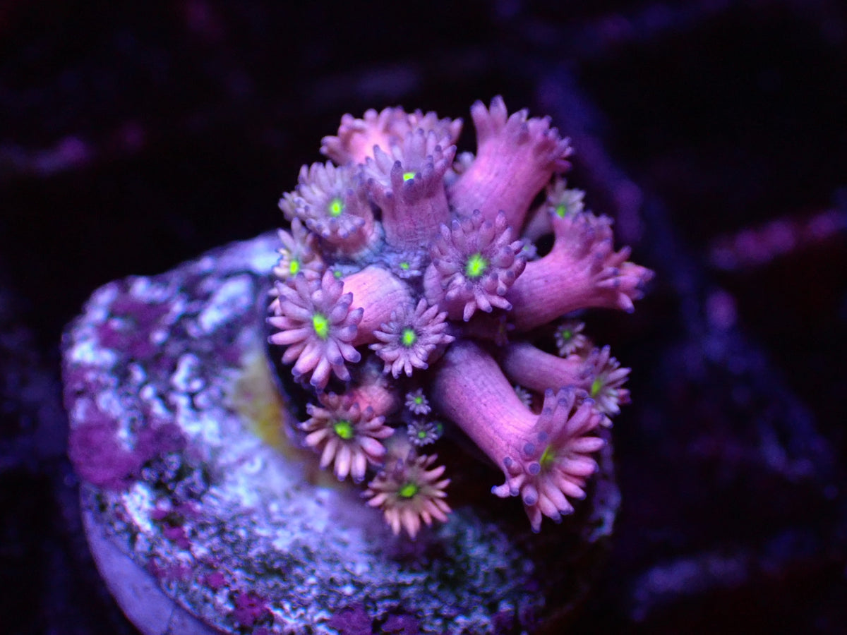 澳洲綠芯桃色單包