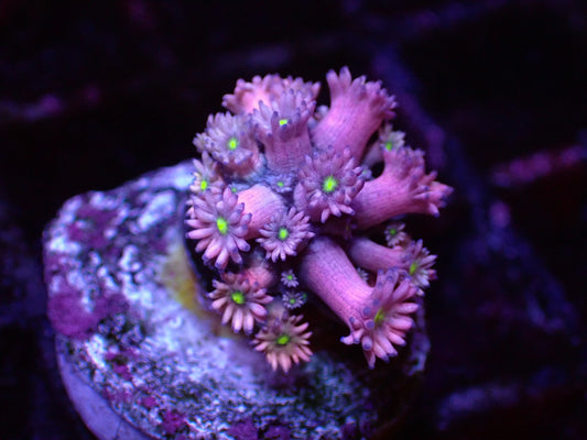 澳洲綠芯桃色單包