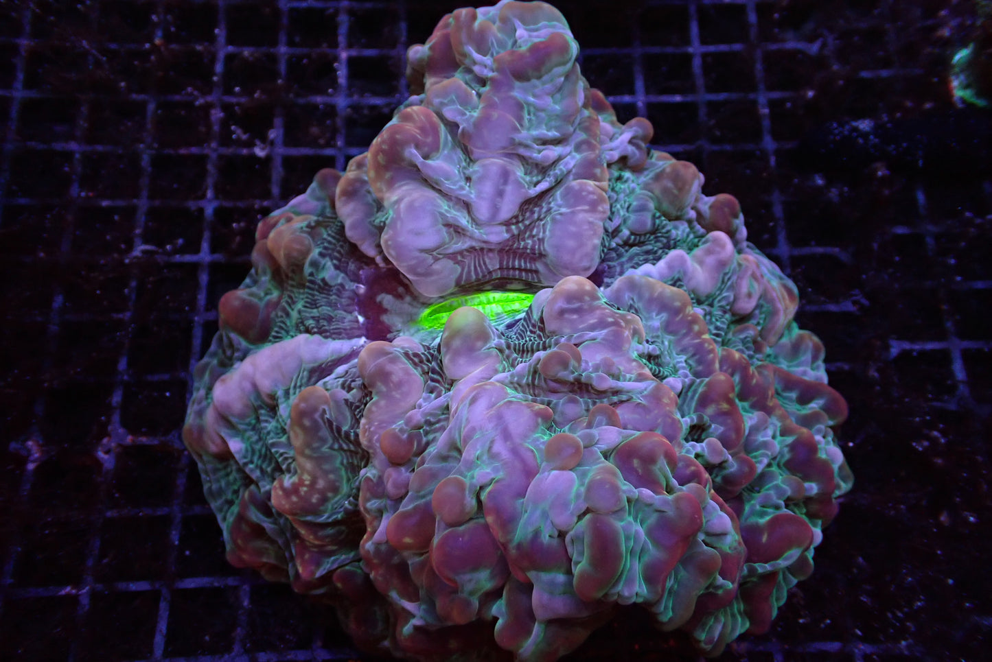【陀螺水晶腦系列】