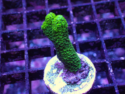 雙色變異DG（只有綠色部分）隨機出貨