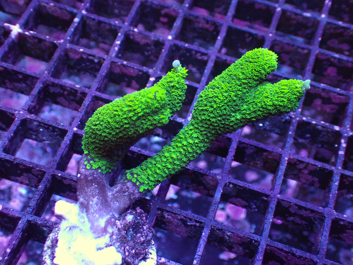 雙色變異DG（只有綠色部分）隨機出貨