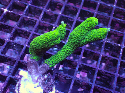 雙色變異DG（只有綠色部分）隨機出貨