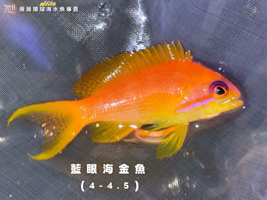 藍眼海金魚4-4.5cm(隨機出貨）