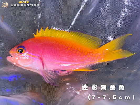 迷彩海金魚7-7.5cm(隨機出貨）