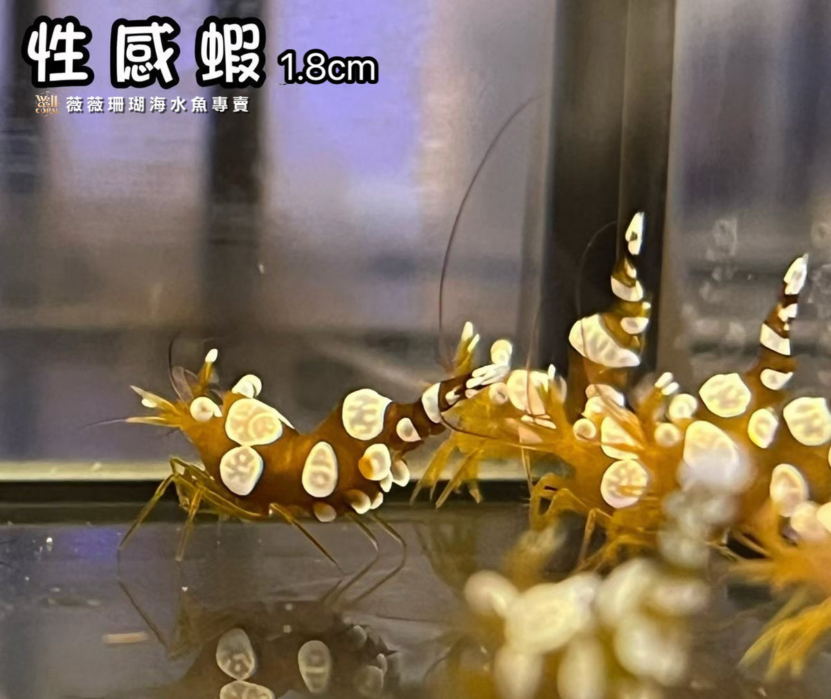 性感蝦（隨機出貨）