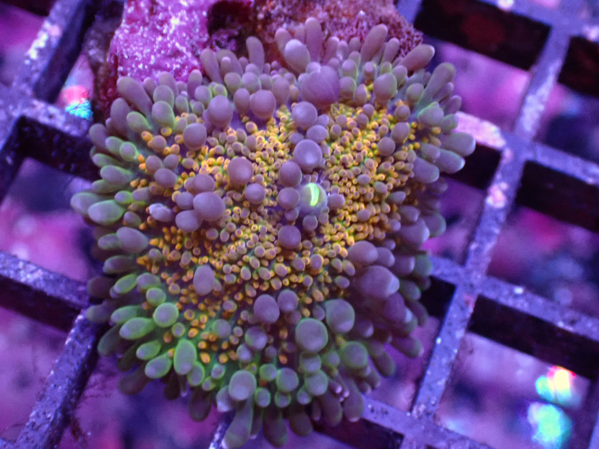 沙巴雙色橘虎耳3cm