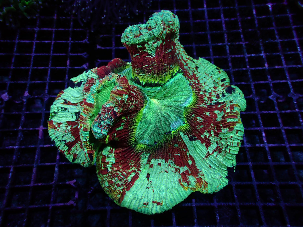 紅寶石翡翠巴黎腦15cm