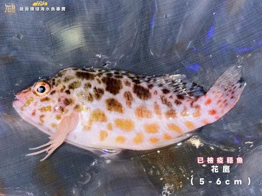 花鷹5-6cm(隨機出貨）