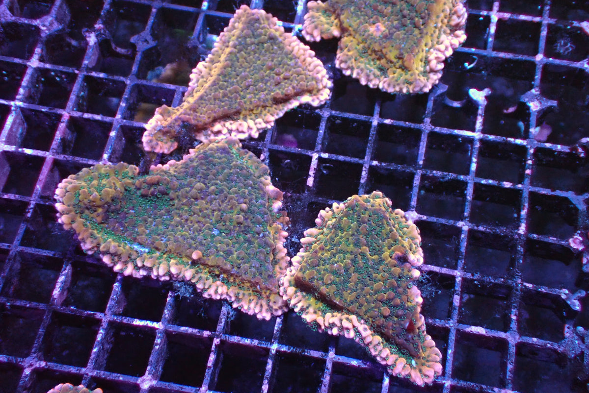 火山熔岩各尺寸（隨機出貨）