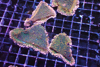 火山熔岩各尺寸（隨機出貨）
