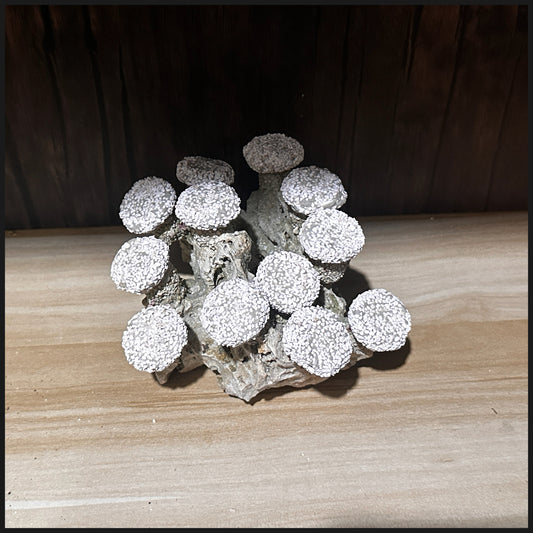15x16x9.5