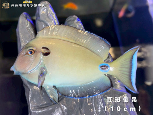 耳班倒吊10cm