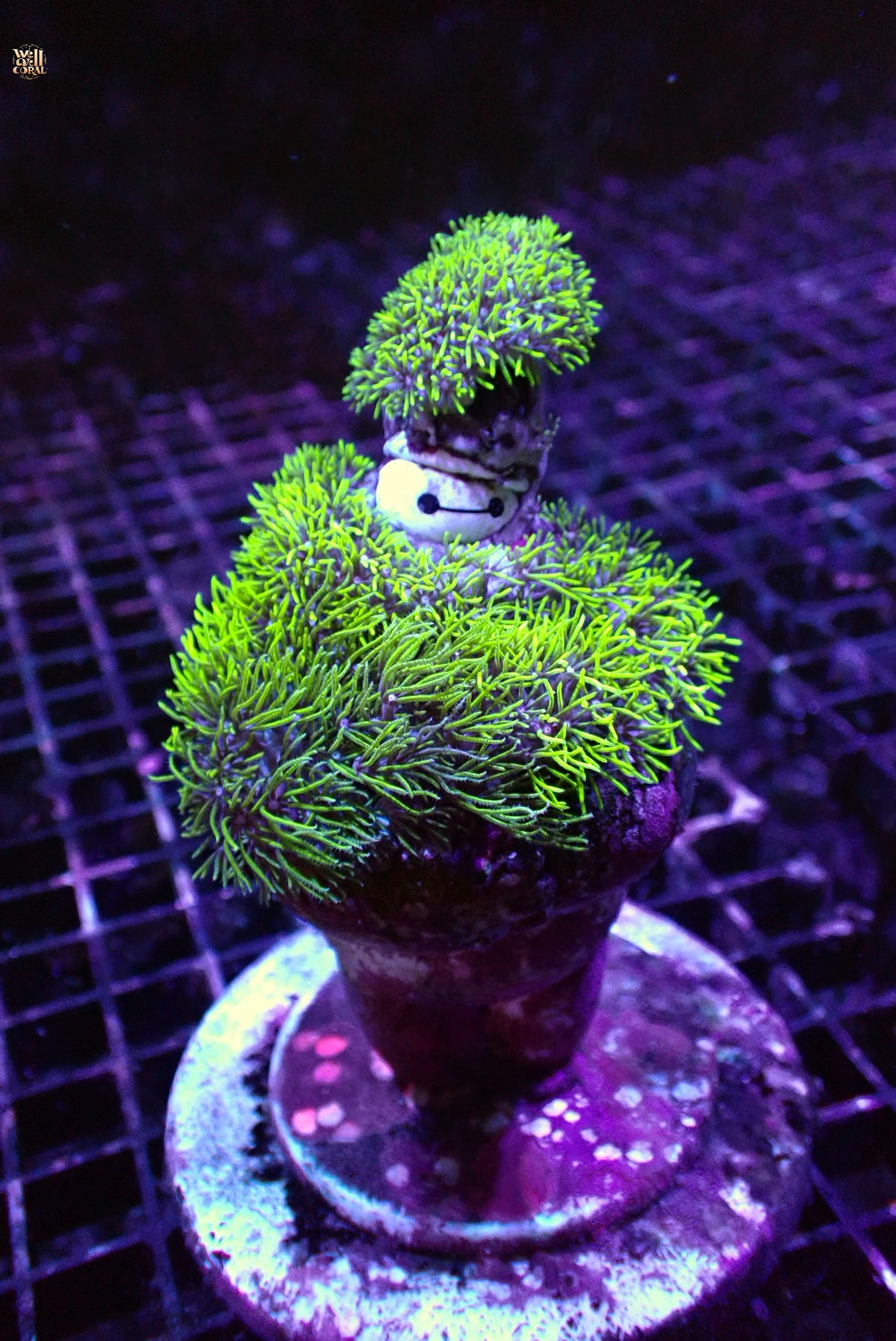 【臻選🇯🇵草皮】