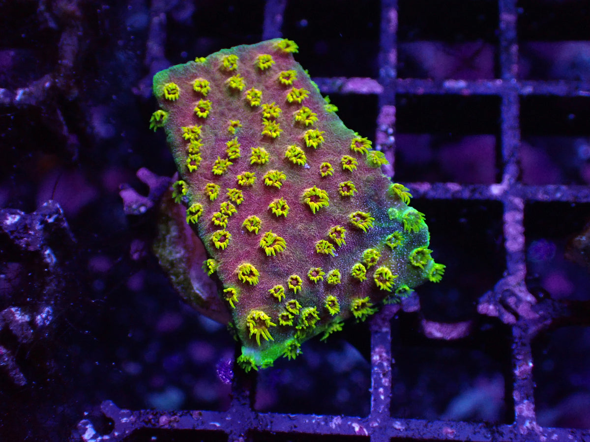 黃花彩虹微孔（基石2cm)隨機出貨