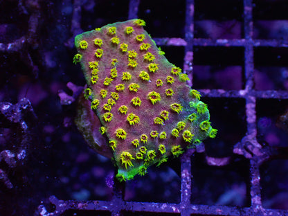 黃花彩虹微孔（基石2cm)隨機出貨
