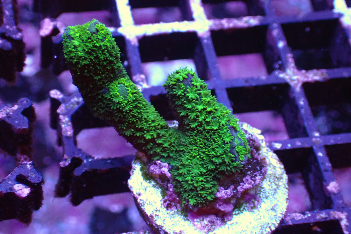 雙色變異DG（只有綠色部分）隨機出貨
