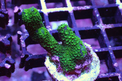 雙色變異DG（只有綠色部分）隨機出貨