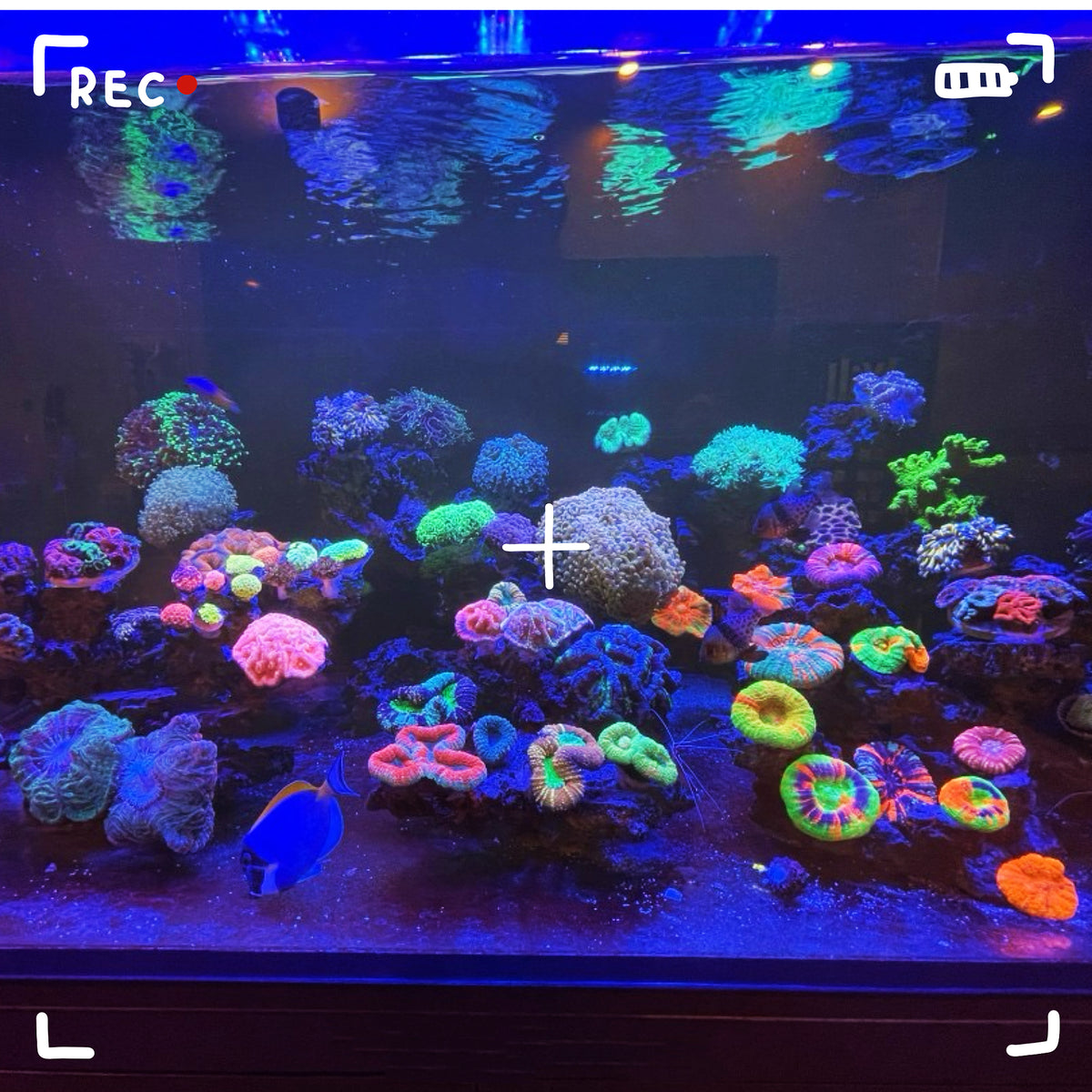 【海水缸拍攝手機濾鏡夾】Mobile Phone Lens
